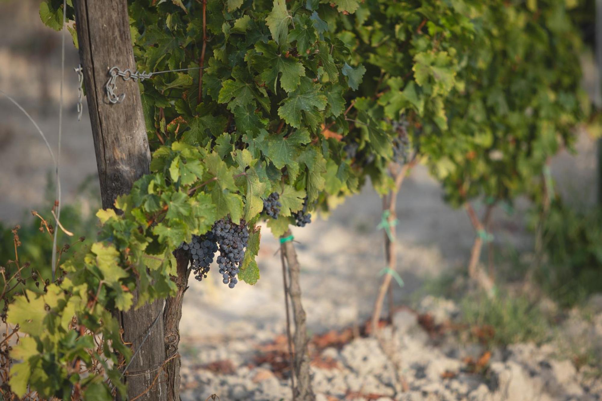 Le Fraine - & Olives Glamping Santa Luce